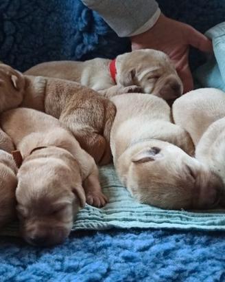 Labrador Retriever Cuccioli