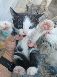 Gattini DOMESTICI SVEZZATI