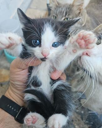 Gattini DOMESTICI SVEZZATI