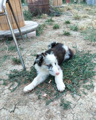 Border collie e blue merle