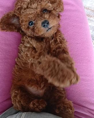 Cuccioli di barboncini