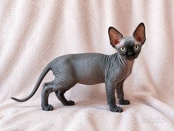 Cucciolo Sphynx