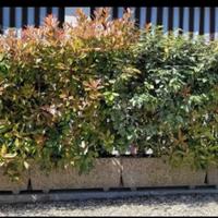 Fioriere rettangolari N' 5 con
piante da siepe