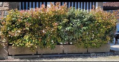 Fioriere rettangolari N' 5 con
piante da siepe