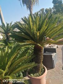 Pianta Cycas