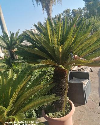 Pianta Cycas