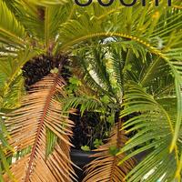 Cicas Over Trentennali