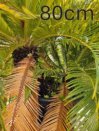 Cicas Over Trentennali