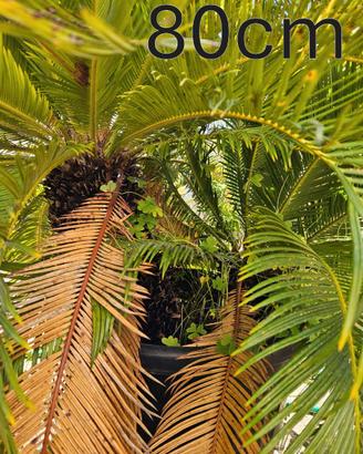 Cicas Over Trentennali