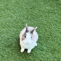 Coniglio nano testa di leone