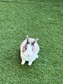 Coniglio nano testa di leone