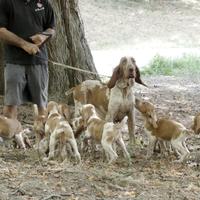 Bracchi italiani cuccioli