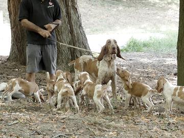 Bracchi italiani cuccioli