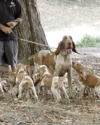 Bracchi italiani cuccioli