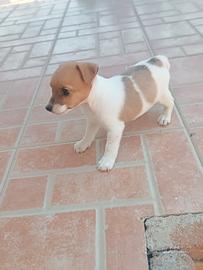 Jack Russell