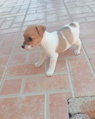 Jack Russell