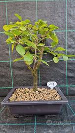 Bonsai di Frangola (Frangula alnus) di anni 10 Alt