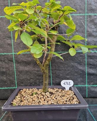 Bonsai di Frangola (Frangula alnus) di anni 10 Alt
