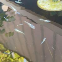 Medaka blue miukini red king e ancestrale