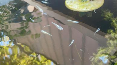 Medaka blue miukini red king e ancestrale