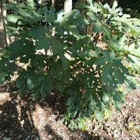 alberi di fico