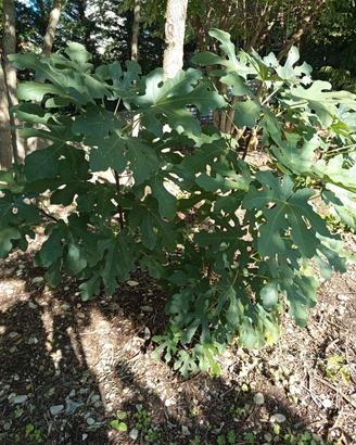 alberi di fico