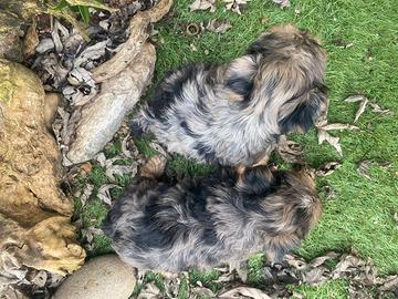 Cuccioli di Yorkshire merle