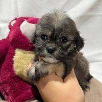 Maltipoo varie colorazioni