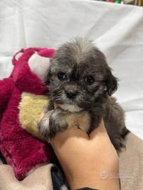 Maltipoo varie colorazioni