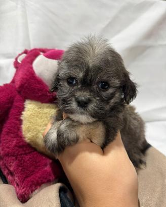 Maltipoo varie colorazioni