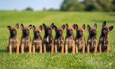 Cuccioli di pastore belga malinois