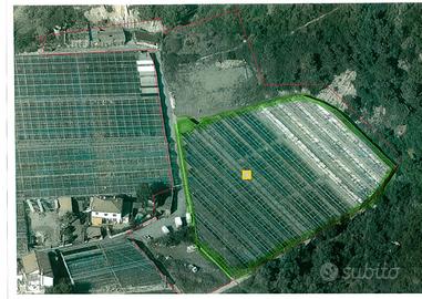 Azienda agricola produzione piante in vaso