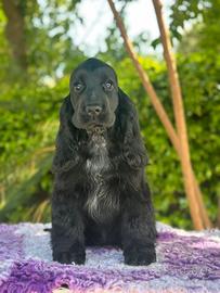 Cocker spaniel inglese