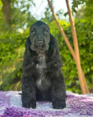 Cocker spaniel inglese