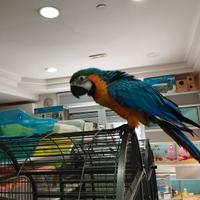 Ara arauna allevata a mano