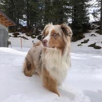 Pastore australiano per monte