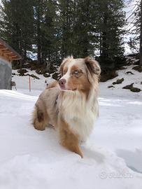 Pastore australiano per monte