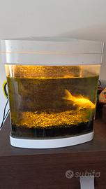 ACQUARIO cubino blu BIOS 26 litri