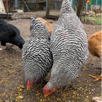 Coppia amrock e coppia Concicine nane