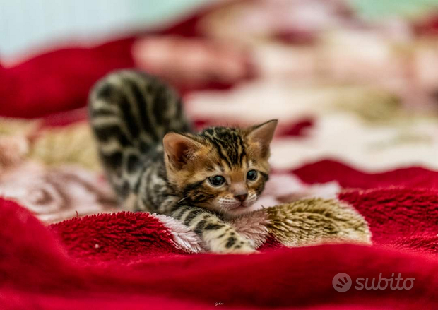 Gattini Bengala - Animali In vendita a Milano