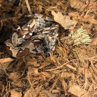 Boa costrittore e terrario