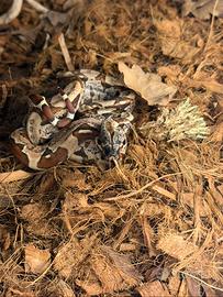 Boa costrittore e terrario