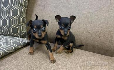 Pinscher mini maschietti