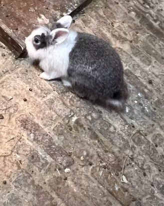 Conigli