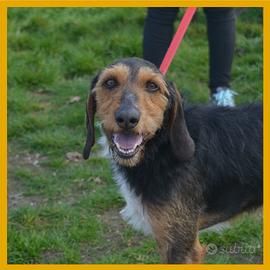 Chaki segugio di 5 anni in adozione