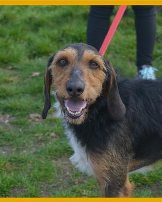 Chaki segugio di 5 anni in adozione