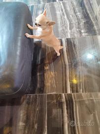 Vgrb chihuahua mini Toy