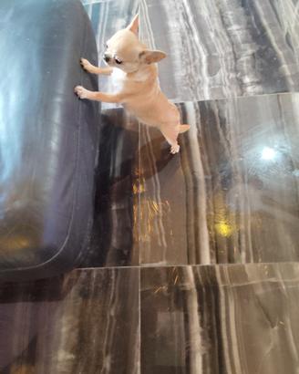 Vgrb chihuahua mini Toy
