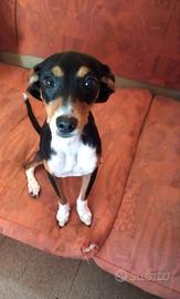 Cucciola