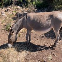 Asina Asino Sardo - docile, sana, con documenti